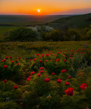 Закат с пионами / Пион узколистный, или пион воронец (лат. Paeonia tenuifolia). Занесён в Красную книгу России.
Ставропольская возвышенность.
30 апреля, 2019. Фотопроект «Открывая Ставрополье».