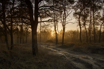 Рассвет / утро,туман