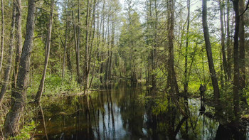 Тихое течение / на р.Волма под Минском.
Бобровая плотина подняла уровень воды в реке более чем на метр.