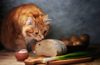 Вкусный хлеб / Натюрморт и рыжий кот.