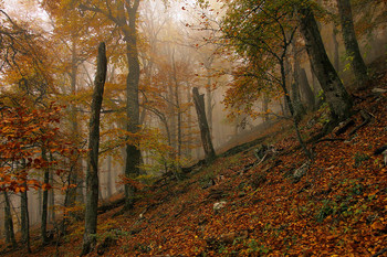 Осень на склонах Чатыр-Дага / Крым.