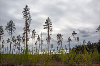 Сосны / ***