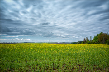 Рапсовое поле / ***