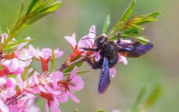 Дикий миндаль и пчела -плотник. / Крупные (длина тела 30—35 мм) одиночные пчёлы. Голова, грудь, брюшко и ноги чёрные, блестящие, в редких чёрных волосках. Крылья тёмные, с сине-фиолетовым блеском. Усики сверху чёрные, снизу рыжеватые. Лёт имаго с конца мая по октябрь.

Чёрно—синее плотное тело этой крупной пчелы густо покрыто фиолетовыми волосками, небольшие крылья с изрезанными краями также имеют фиолетовую окраску. Свои гнёзда пчёлы выгрызают в древесине, делая для этого длинные ходы, создавая некое подобие многоэтажного дома, с потолками и полом, разделяющими каждую ячейку, в которой будет развиваться личинка.