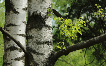 Береза милая - листочки и стволы.. / Май шествует...