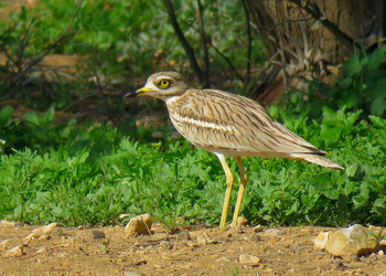 Авдотка (Burhinus oedicnemus) / Авдотка ночная птица. Она летает и быстро бегает. Редко когда можно снять ее. Видов авдоток в мире 9. Питаются насекомыми. Гнезда небольшое углубление в земле , выстланное травой. Самка откладывает в него два крупных пятнистых яйца.