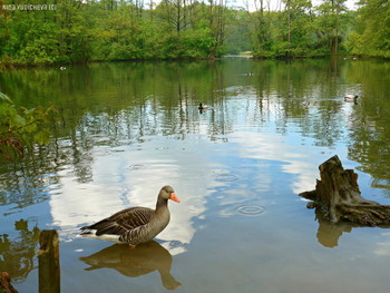 Гусь на озере / Альбом &quot;Птицы&quot;
http://fotokto.ru/id156888/photo?album=66725
Außenmühlenteich Hamburg Harburg: http://fotokto.ru/blogs/aussenmhlenteich-hamburg-harburg-32611.html