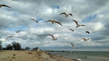 Чайки / Море, берег, чайки