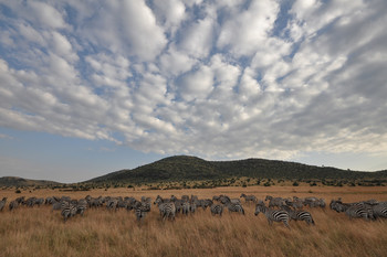 Зебры / Национальный парк Масаи Мара в Кении