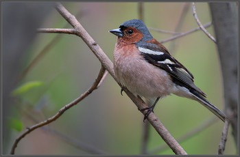 Франт / Зяблик