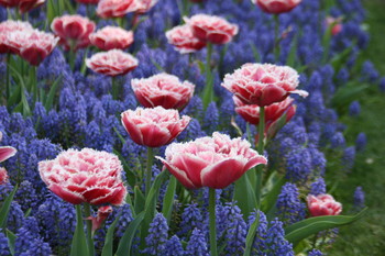 Тюльпаны в мускарях / Парк цветов Кёкенкоф. Нидерланды.