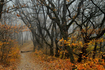 Утро в осеннем лесу....... / Железноводск Ставр. Октябрь