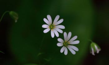 Звездчатка ланцетовидная / Цветы на полянке.