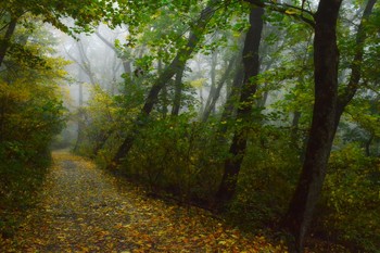 В осеннем парке......... / Железноводск Ставр. Октябрь