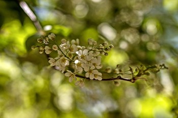 &nbsp; / Черёмухи цвет.