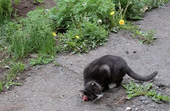 Голод не тётка / Бабулька во дворе дала кошке домашние отбросы еды