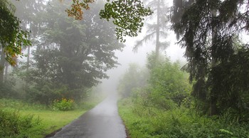 Туманные дорожки / Утренний лес