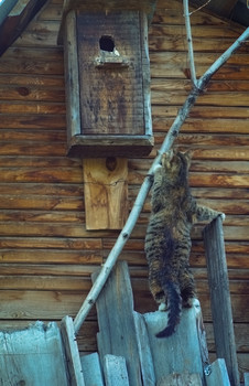 А Федя выйдет?? / ***