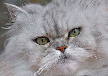 Точка притяжения / ...