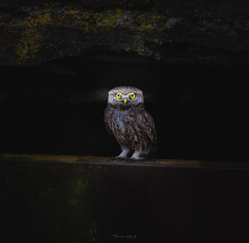 Athene noctua / Минутка орнитологии на нашей волне