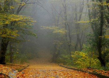 В тумане утреннем......... / Железноводск Ставр. Октябрь