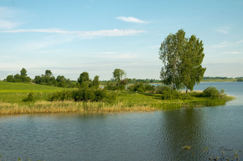 Берёзы у реки. / ***