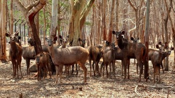 Семейство чернохвостых оленей / Чернохвостый олень — вид оленя рода Odocoileus Средних размеров олень, длина тела у самцов варьирует в пределах 126—168 см, у самок 125—156 см. Высота на уровне плеч 84—106 см у самцов, 80—100 см у самок. Масса тела у самцов 45—150 кг, у самок 43—75 кг. Уши длинные, до 25 см, напоминают уши мула, за что он и получил своё англоязычное имя «Mule Deer». Окраска спины варьирует от серо-тёмно-коричневого и пепельного цвета до коричневого и даже красноватого.