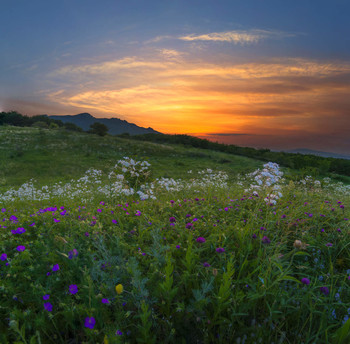 Июньский цветочный рассвет / Склон горы Бештау, Пятигорск