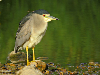 Кваква / Кваква