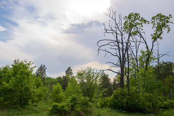 Про лес... / Начало лета...