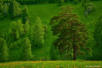 Сибирская сосна / Сибирь, Таштагольский район ( Кузбасс)