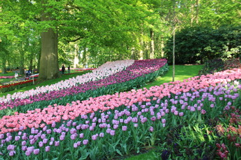 Парк цветов Кёкенкоф. Нидерланды / Тюльпановые реки