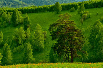 Сибирская сосна ( 2 ) / Сибирь, Таштагольский район ( Кузбасс)