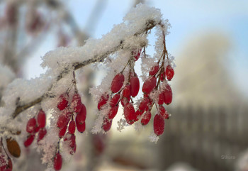 Веточка барбариса. / ***