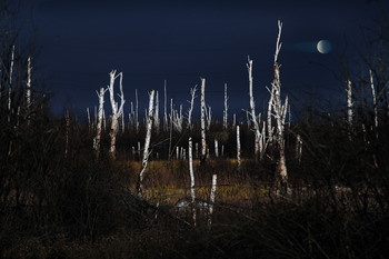 &quot;Графика в натуре&quot; / Характерная для придорожного заболоченного пейзажика картинка...