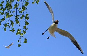 Атакует. / Близко подошёл к их месту гнездования. Прогоняют меня.