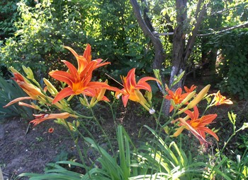 Лилейник / утро