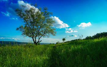 дерево / На горе у дома.