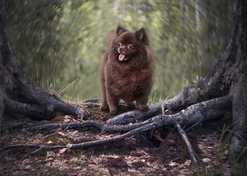 Бусинка в лесу / Портрет Собакибуси