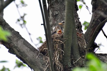 Семья / Гнездо с дроздами-рябинниками среди ветвей старой яблони.