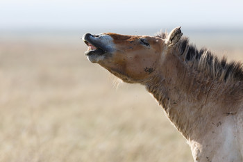 Флемен / Фле́мен — название характерного движения губ у некоторых млекопитающих, связанного с захватом запахов. Жеребец табуна лошадей Пржевальского в Оренбуржском заповеднике. По его ранам можно судить, что табун он отбил в честном поединке.