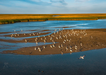 Пеликаны на отдыхе / Кудрявый пеликан (лат. Pelecanus crispus). В Красной книги России. 
Уже на закате, птицы устраиваются на ночёвку, выбрав удобный песчаный остров, или отмель. 
Астраханский биосферный заповедник, Июнь, 2019 г. Фото-проект &quot;Дельта Волги».