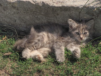 Кошкодрани / город Озеры, московская область