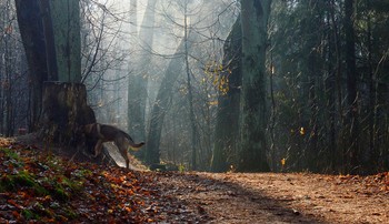 В осеннем парке... / Осиновая Роща. Ноябрь