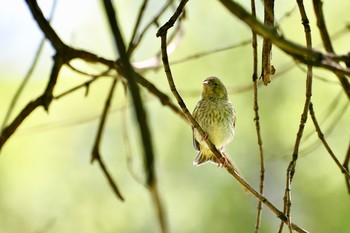 Дама в жёлтом / Никак не могу определить эту хитрую птичку. Пятна на груди похожи на самку чижа, а продольные жёлтые полоски на крыльях говорят, что это самка зеленушки.
