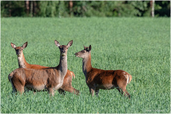 &nbsp; / Красный Бор 27.06.19