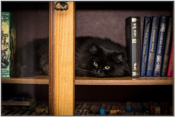 Мудрый кот... / повадился наш Феня спать на книжной полке, предварительно сбросив часть книг выделил себе место...