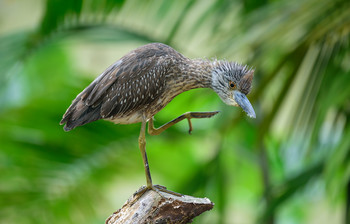 &quot;My little dragon&quot;-&quot;Мой маленький дракон&quot; / Yellow-crowned Night-Heron-Желтоголовая кваква
Эта цапелька совсем молодая, наверное 3-5 месяцев от роду.
Мне нравится наблюдать за птицами и наблюдать за их поведением так же сильно, как и фотографировать их. 
Я сидел практически почти неподвижно у берега небольшого пруда в траве, частично скрывавшей меня, и цапля, казалось, совсем не встревожилась или не обеспокоилась моим присутствием, и вскоре она подошла очень близко ко мне.
Сказать, что мы подружились-это не правда, но позднее я приносил ей угощение и она полностью его отработала +++
Воспоминание об этой молодой цапле все еще заставляет меня улыбаться) , я прозвал ее &quot;My little dragon&quot;-&quot;Мой маленький дракон&quot;