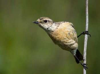 Понятный кадр / Что это...?