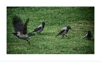 Понятный кадр / Вороны четыре, кадр один